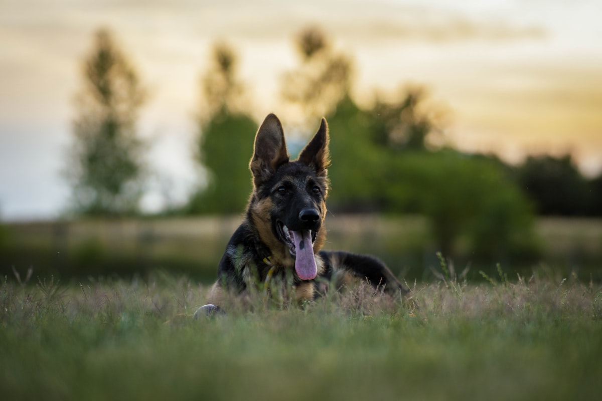 A dog enjoying a pet-friendly artificial turf lawn — soft under paw, no mud, no digging.