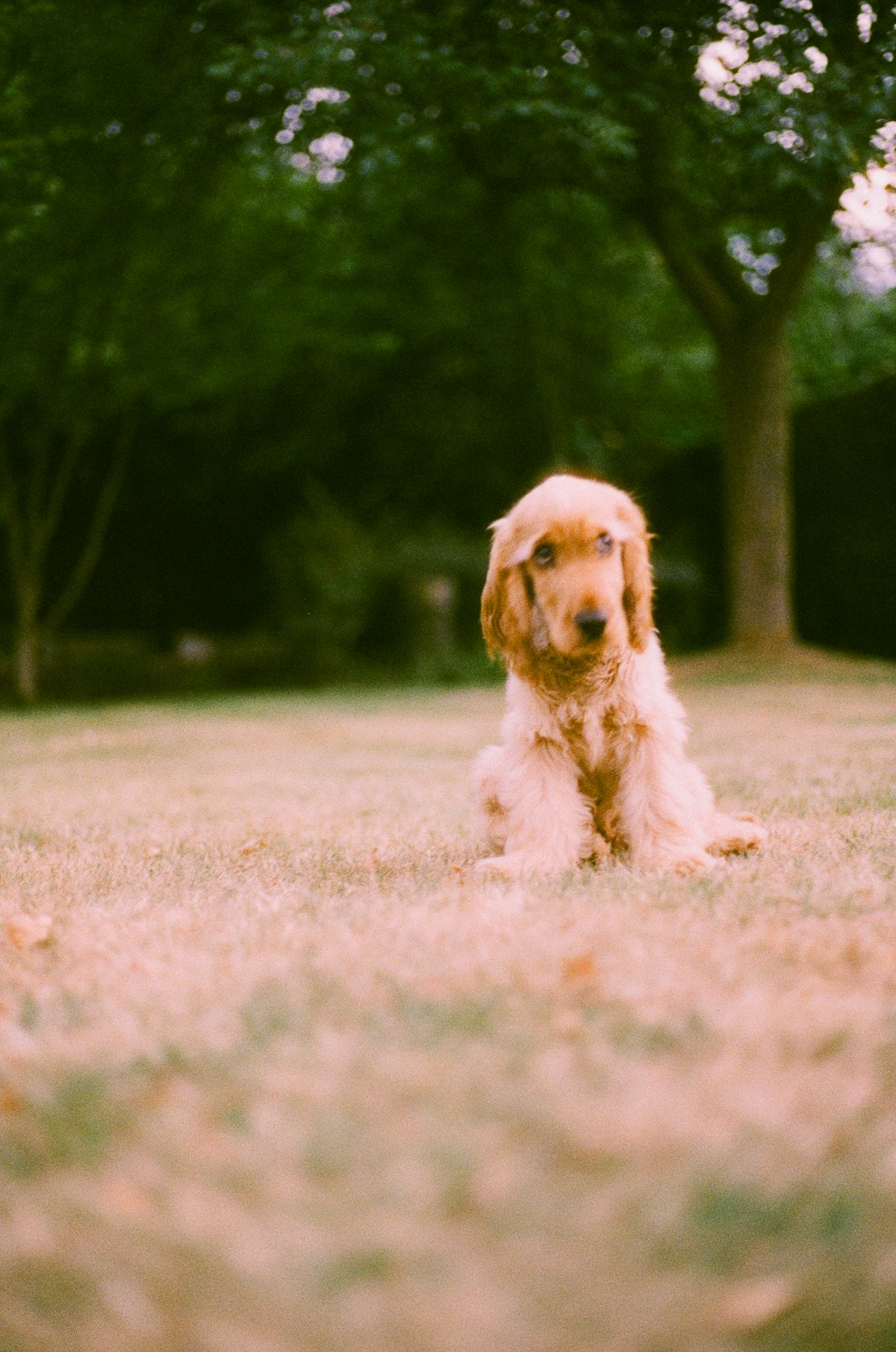 Pet turf with permeable backing that drains urine instantly and rinses clean with a hose.
